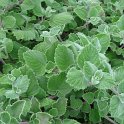 Plectranthus argenteus 'Silver Crest'